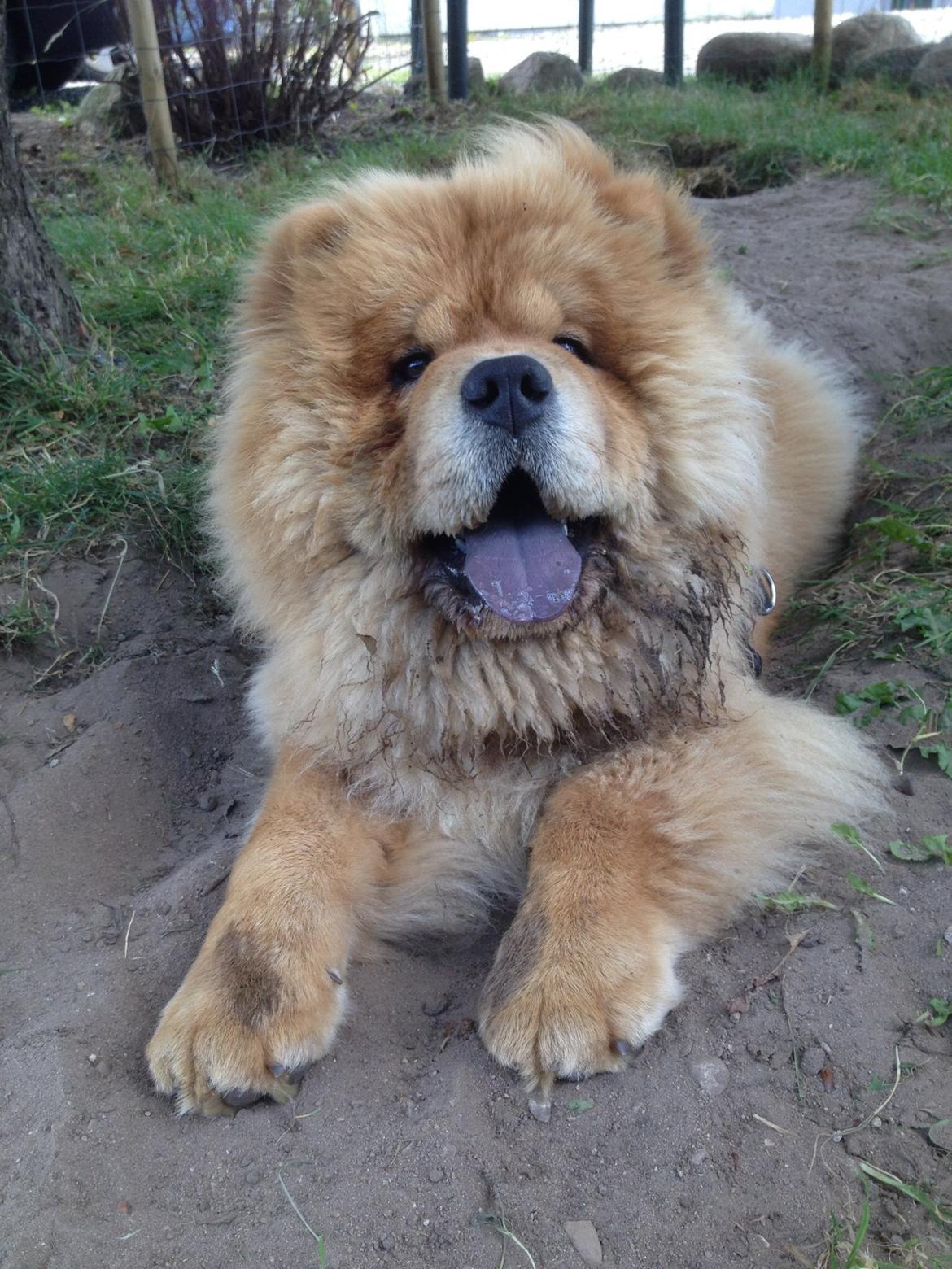 Chow chow Bastian billede 8