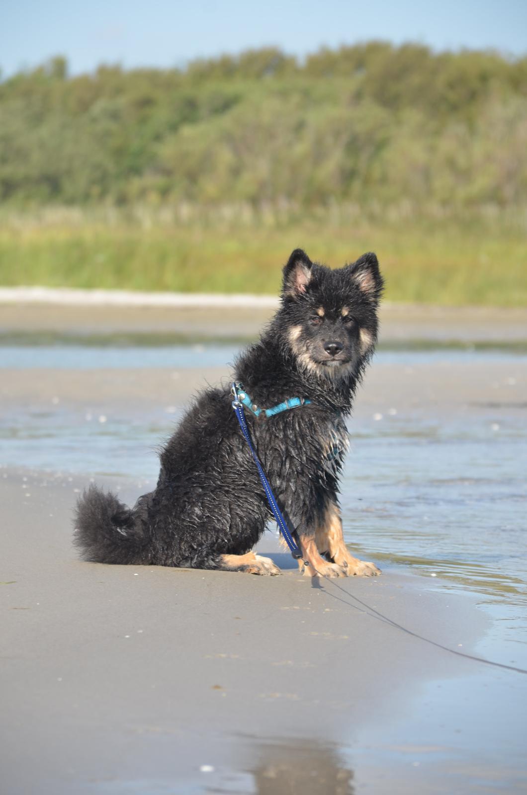 Finsk lapphund INTCH KBHV15 DKKV15 DKV16 Dreamlapin's Ainu billede 29