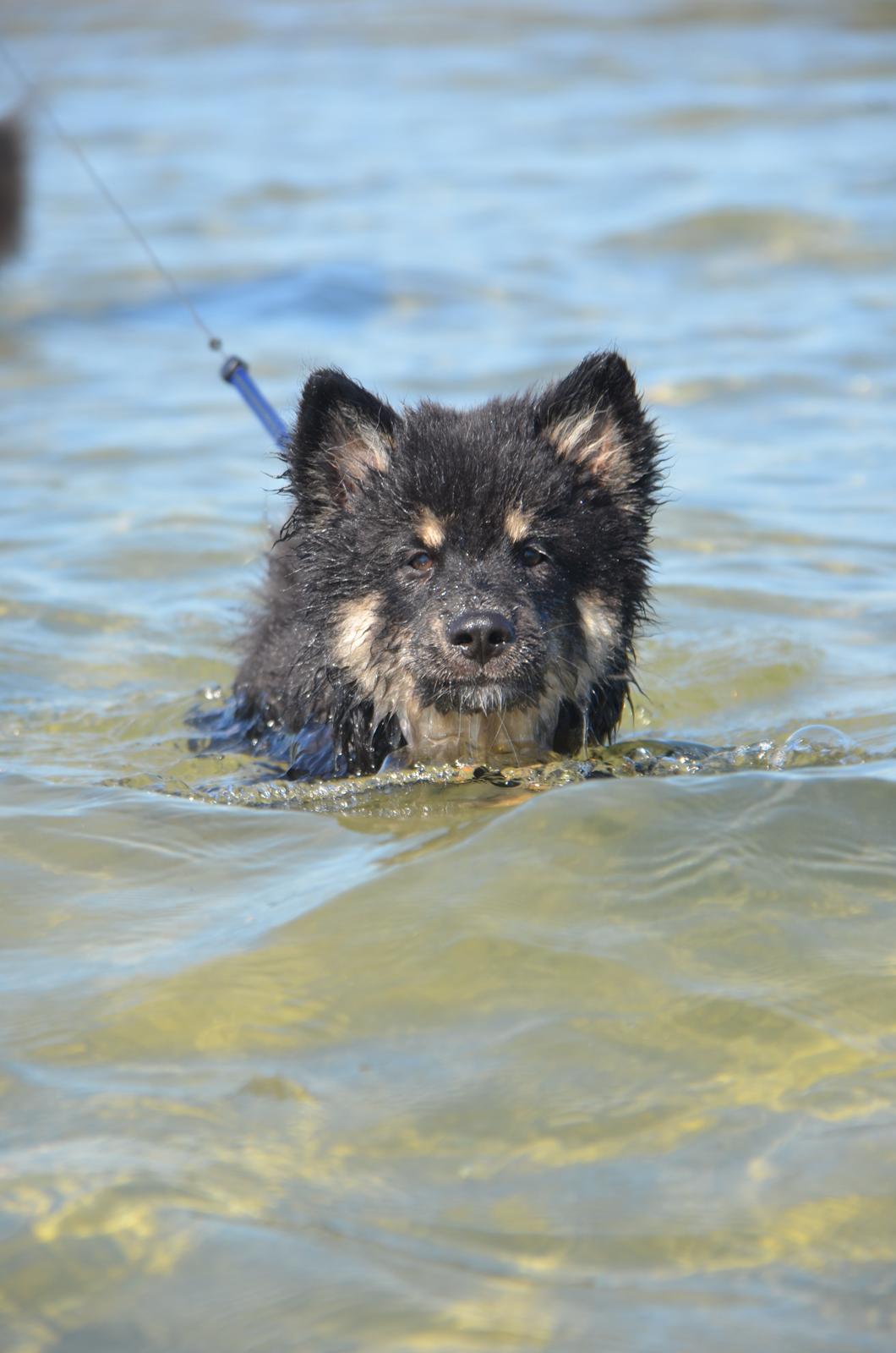 Finsk lapphund INTCH KBHV15 DKKV15 DKV16 Dreamlapin's Ainu - Svømmer - 13 uger billede 25