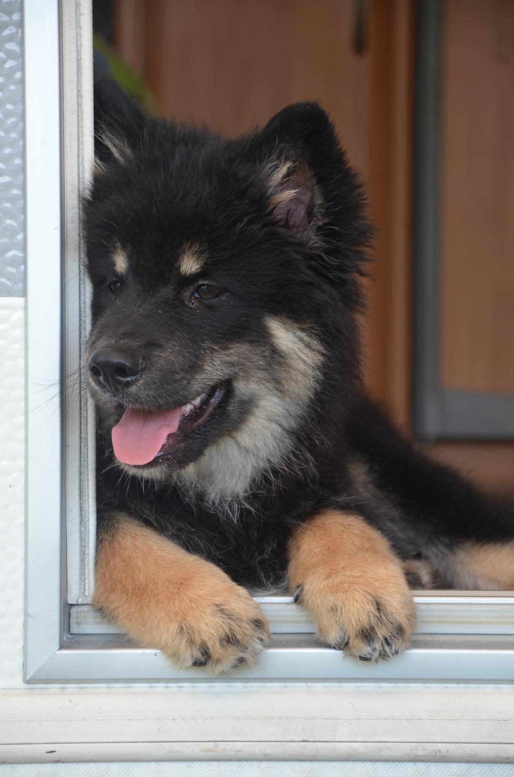 Finsk lapphund INTCH KBHV15 DKKV15 DKV16 Dreamlapin's Ainu - 13 uger, i Campingvogn for første gang! billede 27