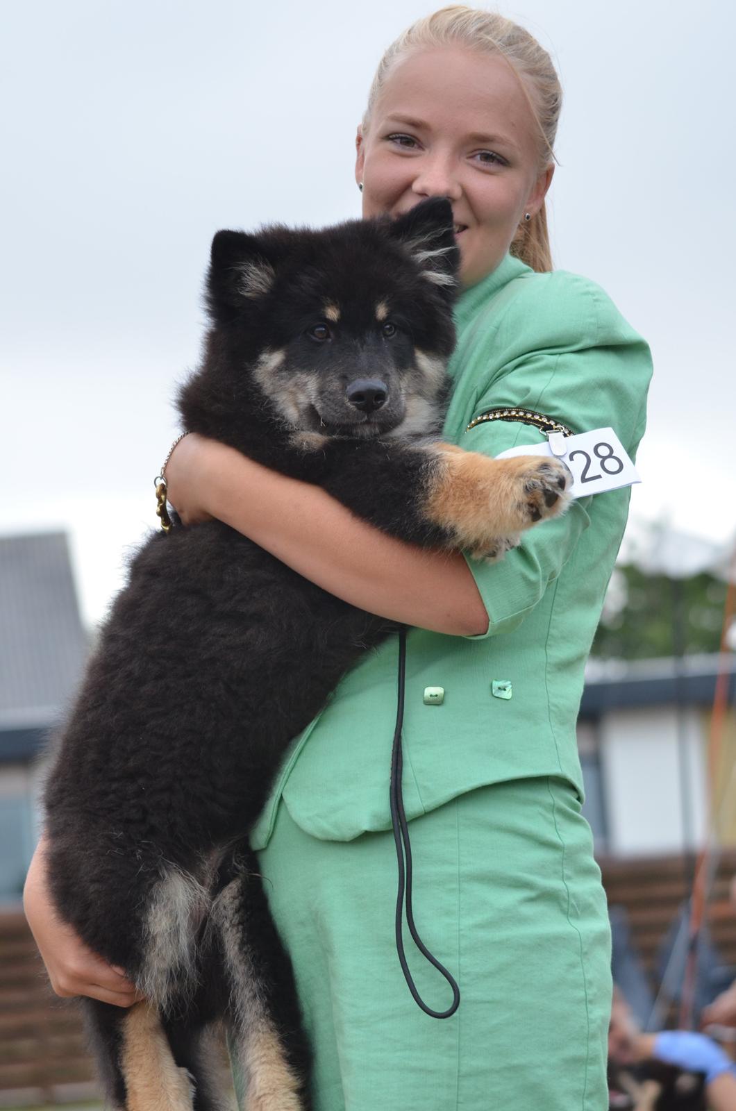 Finsk lapphund INTCH KBHV15 DKKV15 DKV16 Dreamlapin's Ainu - Det ene øjeblik..... billede 31