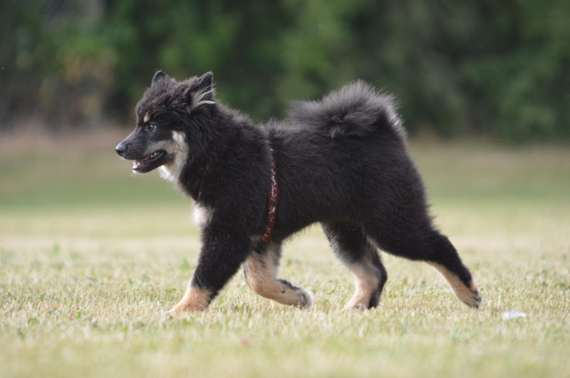 Finsk lapphund INTCH KBHV15 DKKV15 DKV16 Dreamlapin's Ainu - 15 uger! billede 26