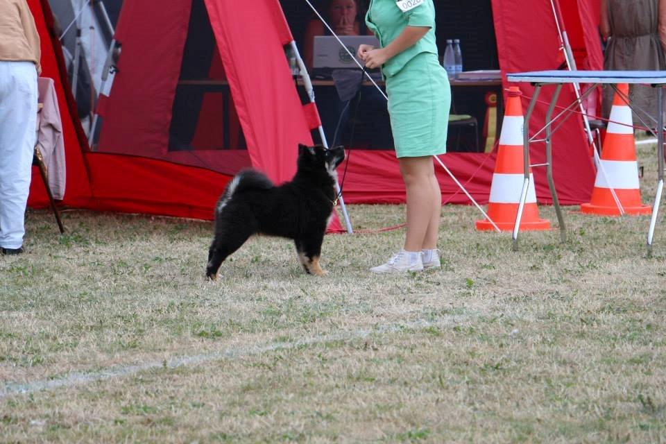 Finsk lapphund INTCH KBHV15 DKKV15 DKV16 Dreamlapin's Ainu - Som en prof <3 billede 28