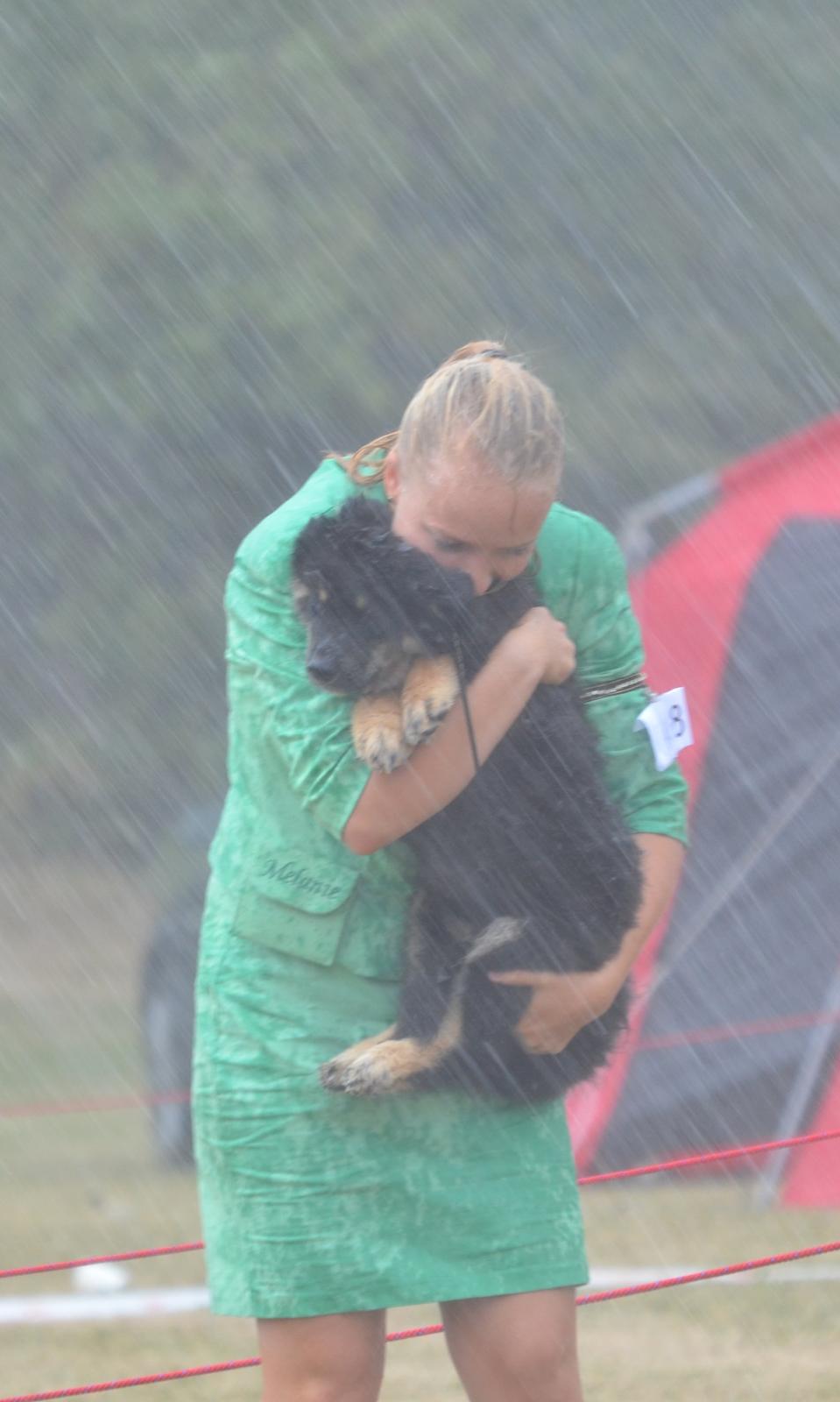 Finsk lapphund INTCH KBHV15 DKKV15 DKV16 Dreamlapin's Ainu - .....og så det næste øjeblik! billede 32