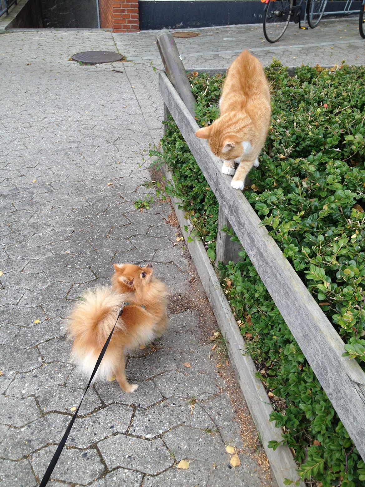 Pomeranian Naya Yasmin a.k.a. Naya - Nayas moede med en af nabolagets katte, tror katten var ligesaa fascineret :P  billede 14