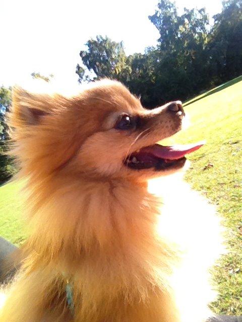 Pomeranian Naya Yasmin a.k.a. Naya - Naya 5 aar gammel, tur paa engen billede 12