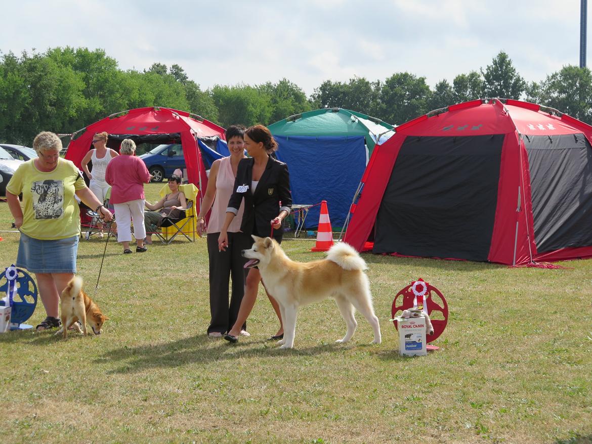 Akita inu K' Kaiser Go Akogareno - Kaiser på vores 2. udstilling. BIS hvalp og bedste hvalp af alle racer i stor ring <3 billede 39