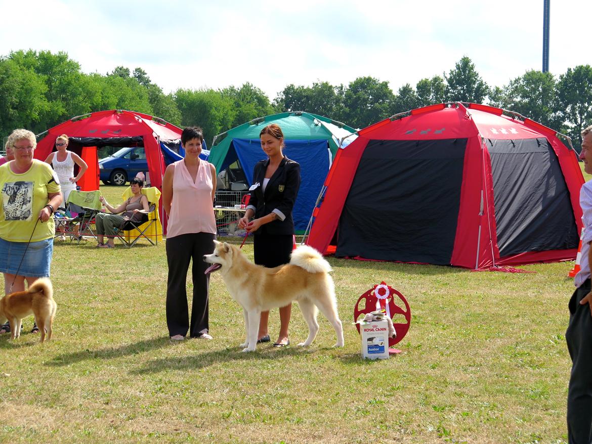 Akita inu K' Kaiser Go Akogareno - Kaiser på vores 2. udstilling. BIS hvalp og bedste hvalp af alle racer i stor ring <3 billede 3