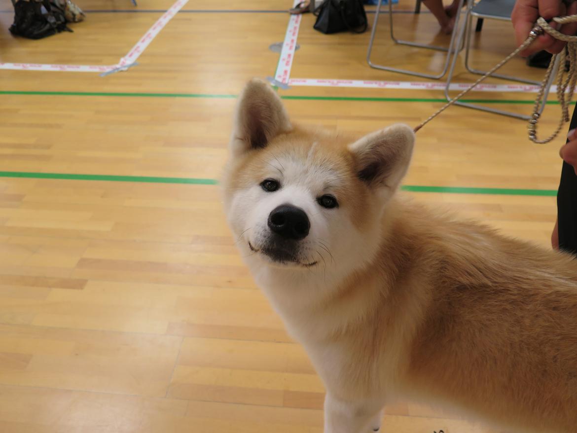 Akita inu K' Kaiser Go Akogareno - Kaiser på vores 2. udstilling. BIS hvalp og bedste hvalp af alle racer i stor ring <3 billede 42