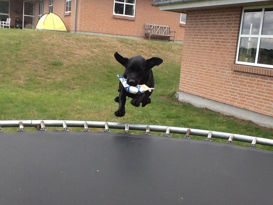 Labrador retriever Ricko - Ricko flyver op på trampolinen : D 2014 billede 14