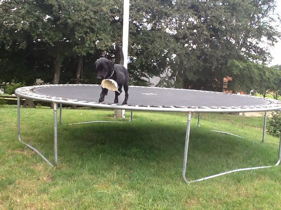 Labrador retriever Ricko - Ricko halv på vej ned fra trampolinen :) 2014 billede 15
