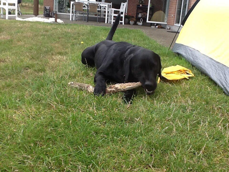 Labrador retriever Ricko - Ricko leger med sin pind :) 2014 billede 16
