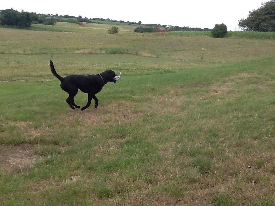 Labrador retriever Ricko - Ricko løber efter en bold <3 tak fordi i så med : ) 2014  billede 17