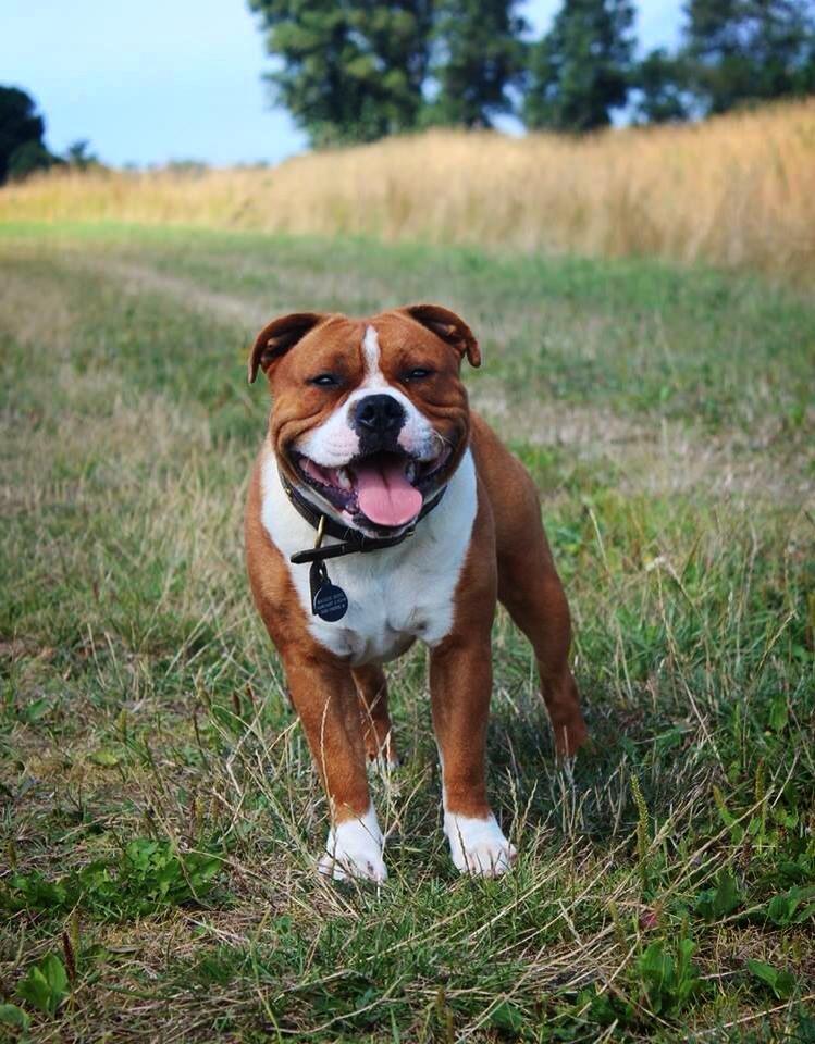 Staffordshire bull terrier Cedro *Himmelhund* Savner dig <3  billede 20