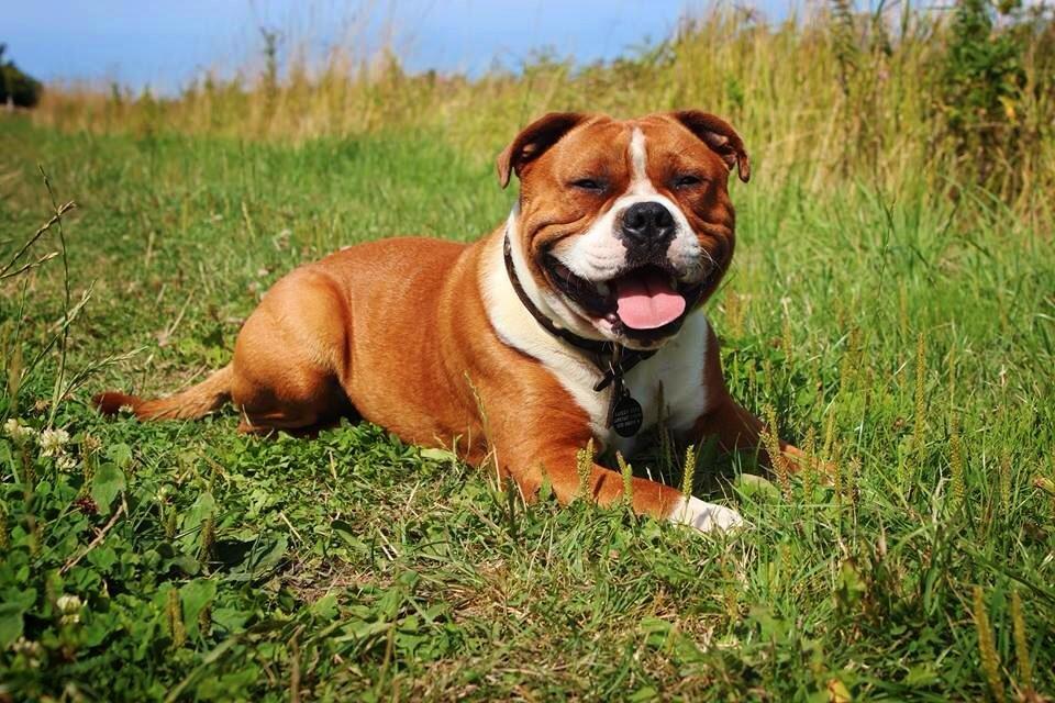 Staffordshire bull terrier Cedro *Himmelhund* Savner dig <3  billede 19