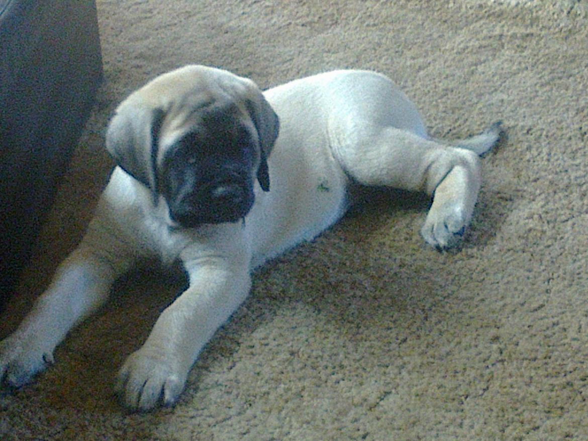Mastiff Magnus (Dr. Dexter) billede 4