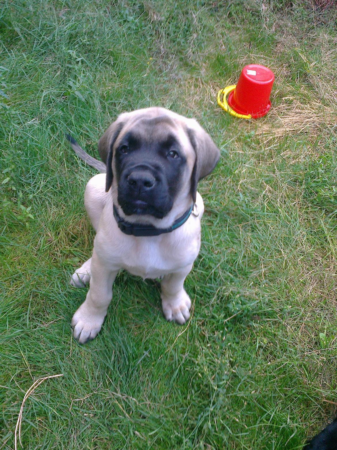 Mastiff Magnus (Dr. Dexter) billede 6