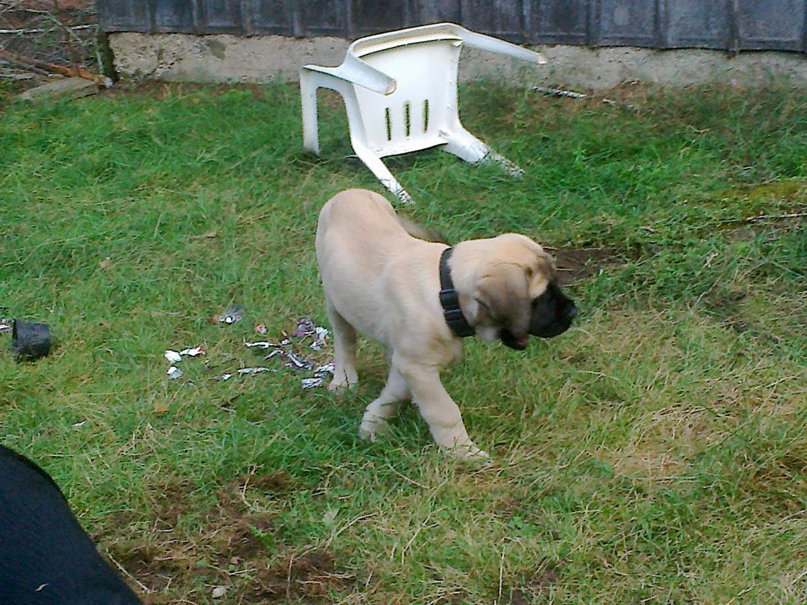 Mastiff Magnus (Dr. Dexter) billede 7