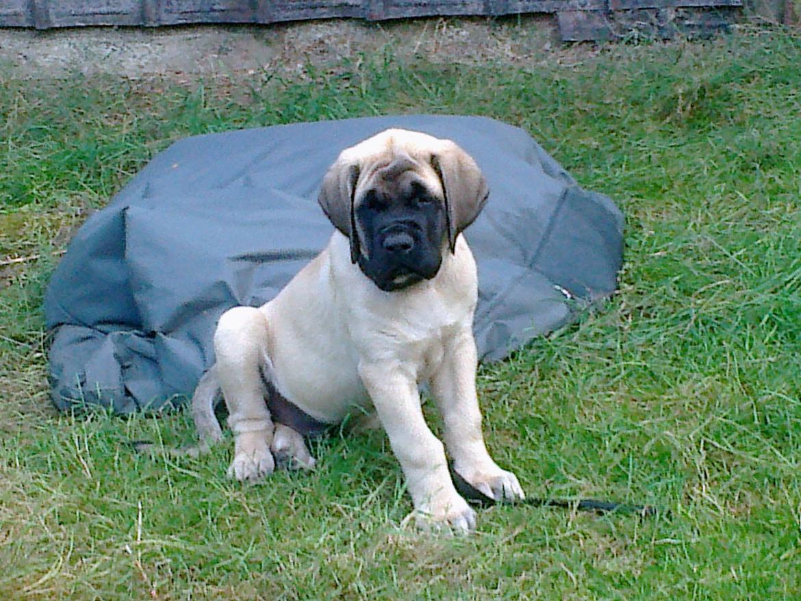 Mastiff Magnus (Dr. Dexter) billede 3