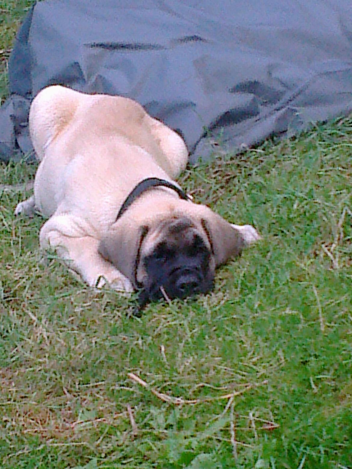 Mastiff Magnus (Dr. Dexter) billede 5