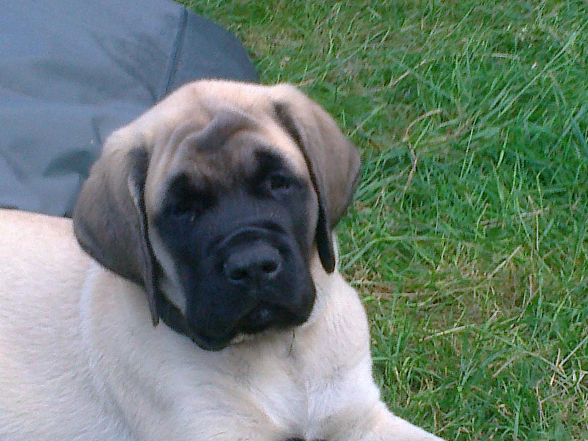 Mastiff Magnus (Dr. Dexter) billede 2