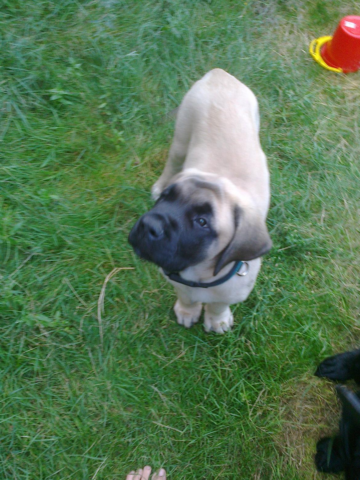 Mastiff Magnus (Dr. Dexter) billede 8