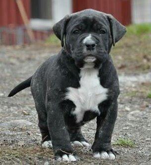 Perro De Presa Canario Bøvs billede 1