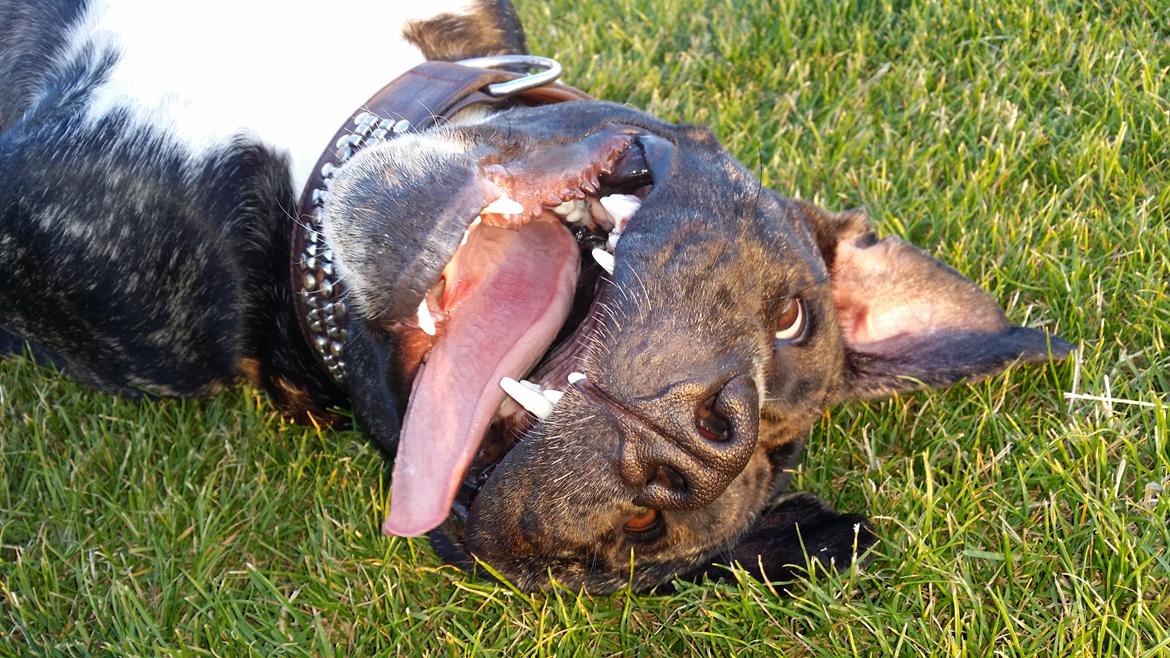 Perro De Presa Canario Bøvs billede 3