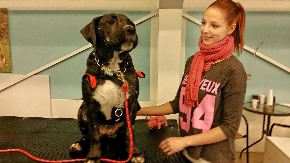 Perro De Presa Canario Bøvs billede 6