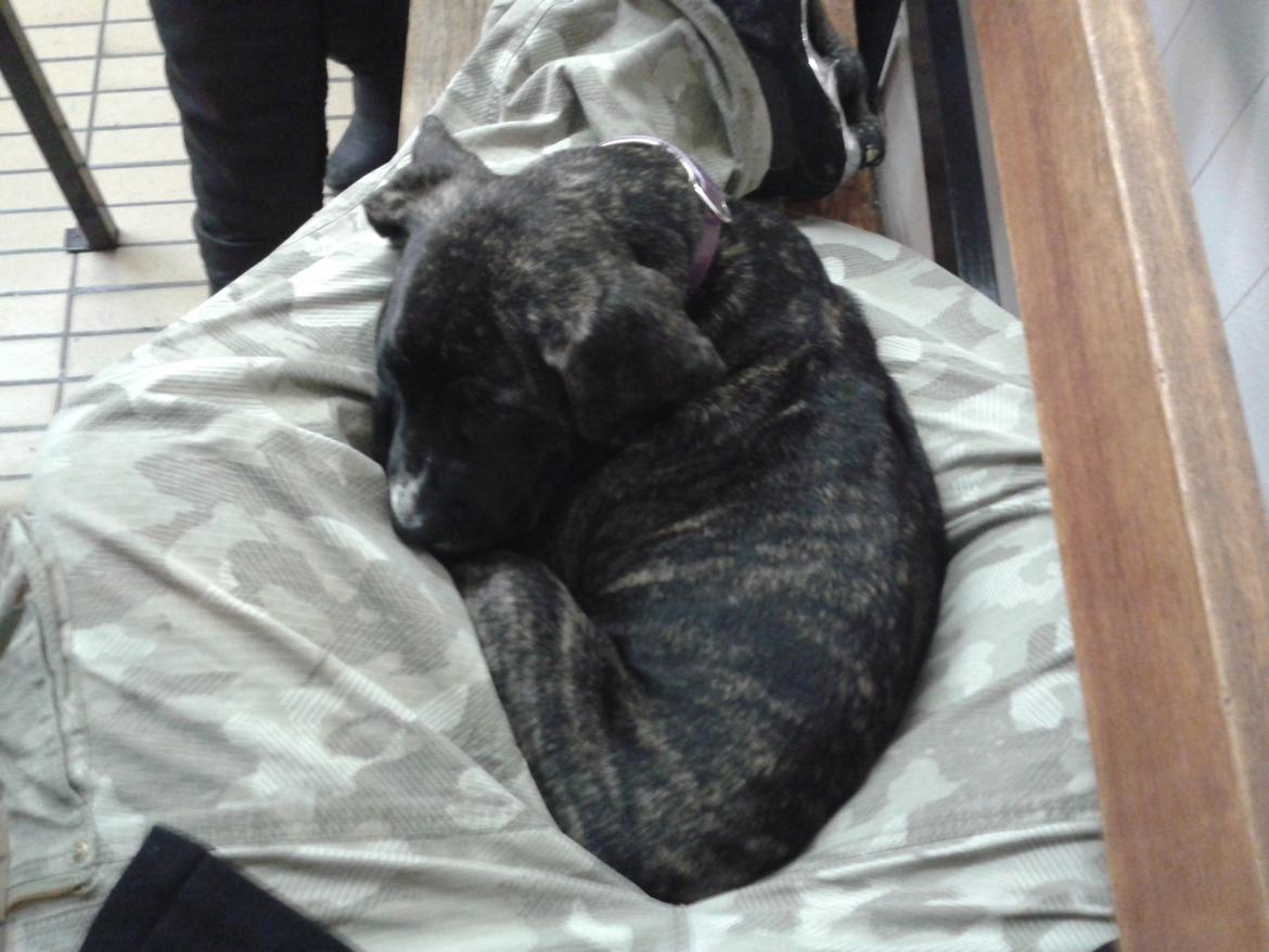 Perro De Presa Canario Bøvs billede 13