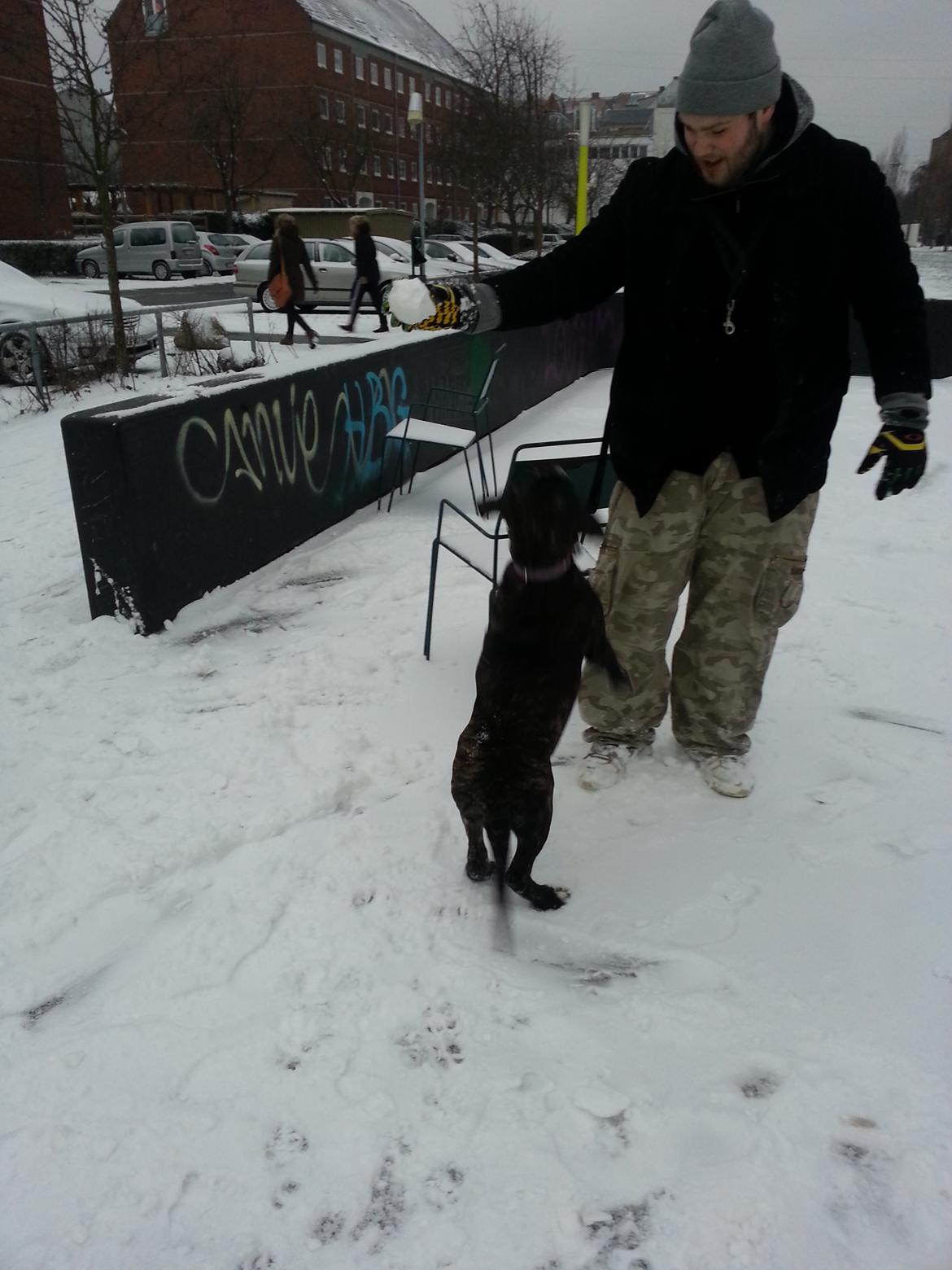 Perro De Presa Canario Bøvs billede 19