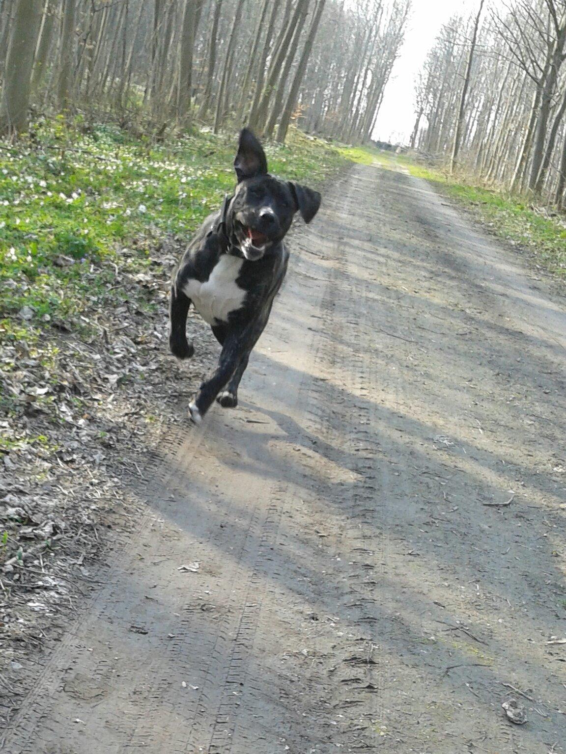 Perro De Presa Canario Bøvs billede 20