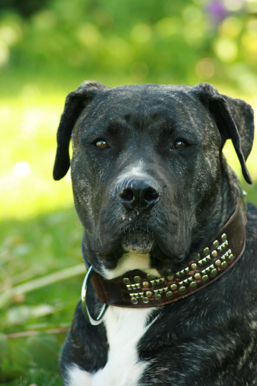 Perro De Presa Canario Bøvs billede 21