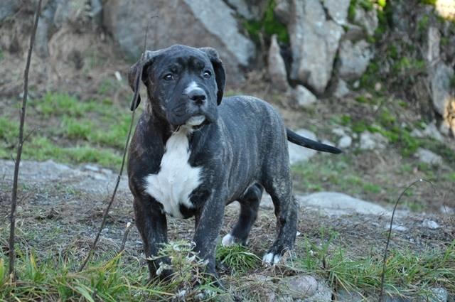 Perro De Presa Canario Bøvs billede 25