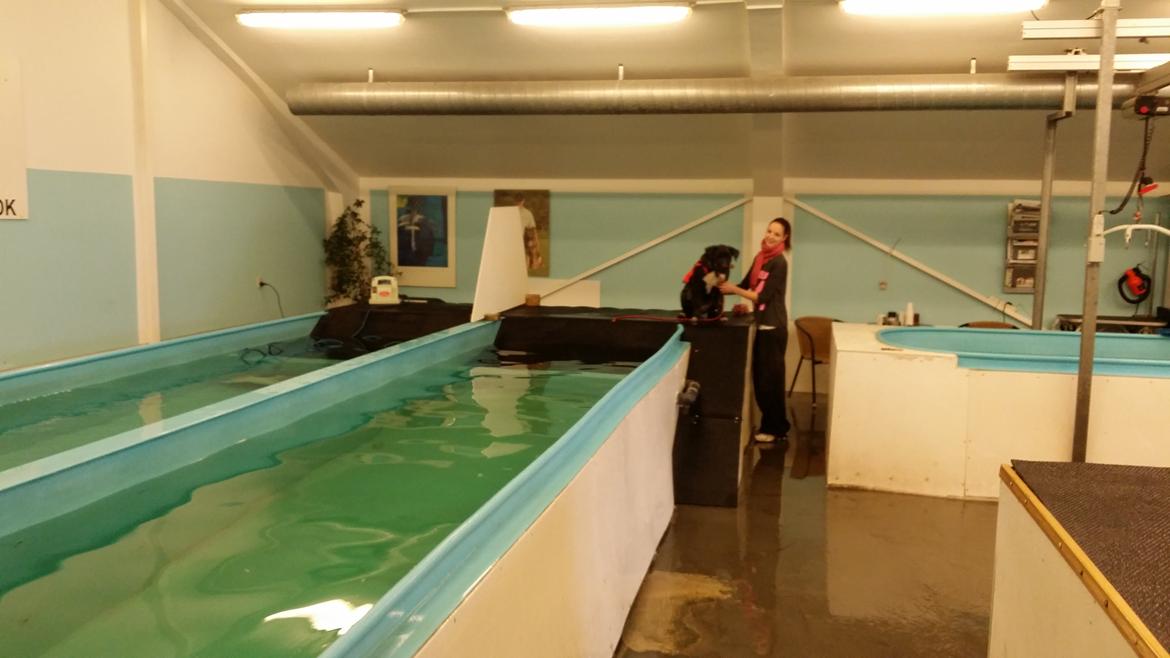 Perro De Presa Canario Bøvs billede 32