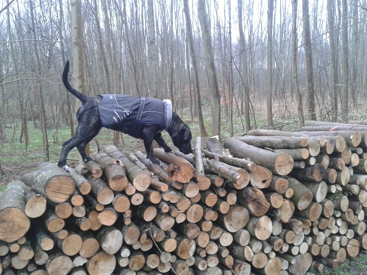 Perro De Presa Canario Bøvs billede 38