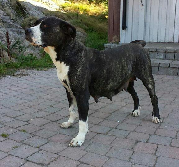 Perro De Presa Canario Bøvs billede 40