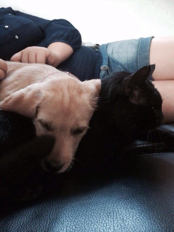 Blanding af racer Milla billede 20