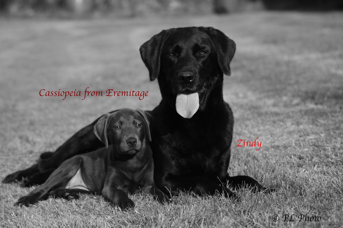 Labrador retriever Cassiopeia - 27) 11 uger billede 28