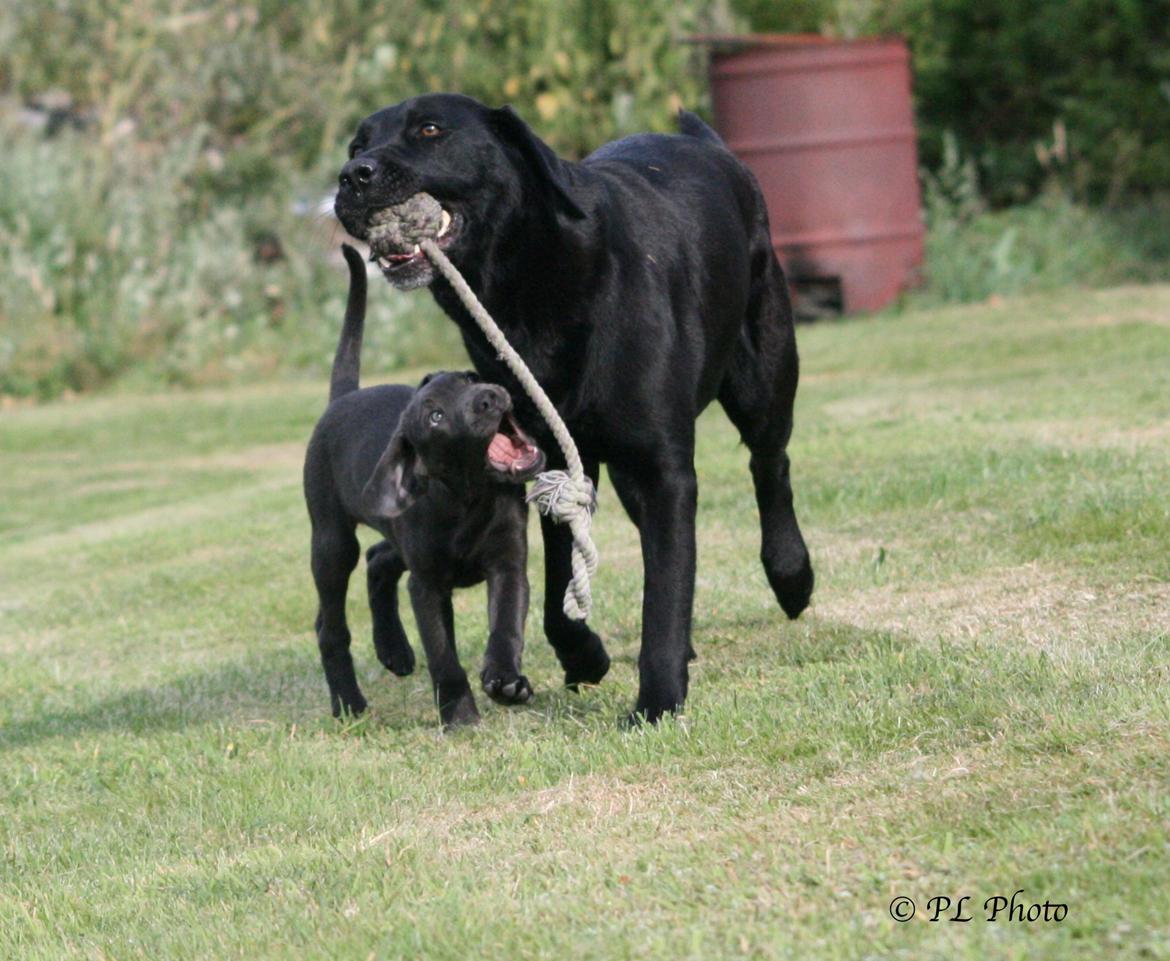 Labrador retriever Cassiopeia - 28)11 uger billede 29
