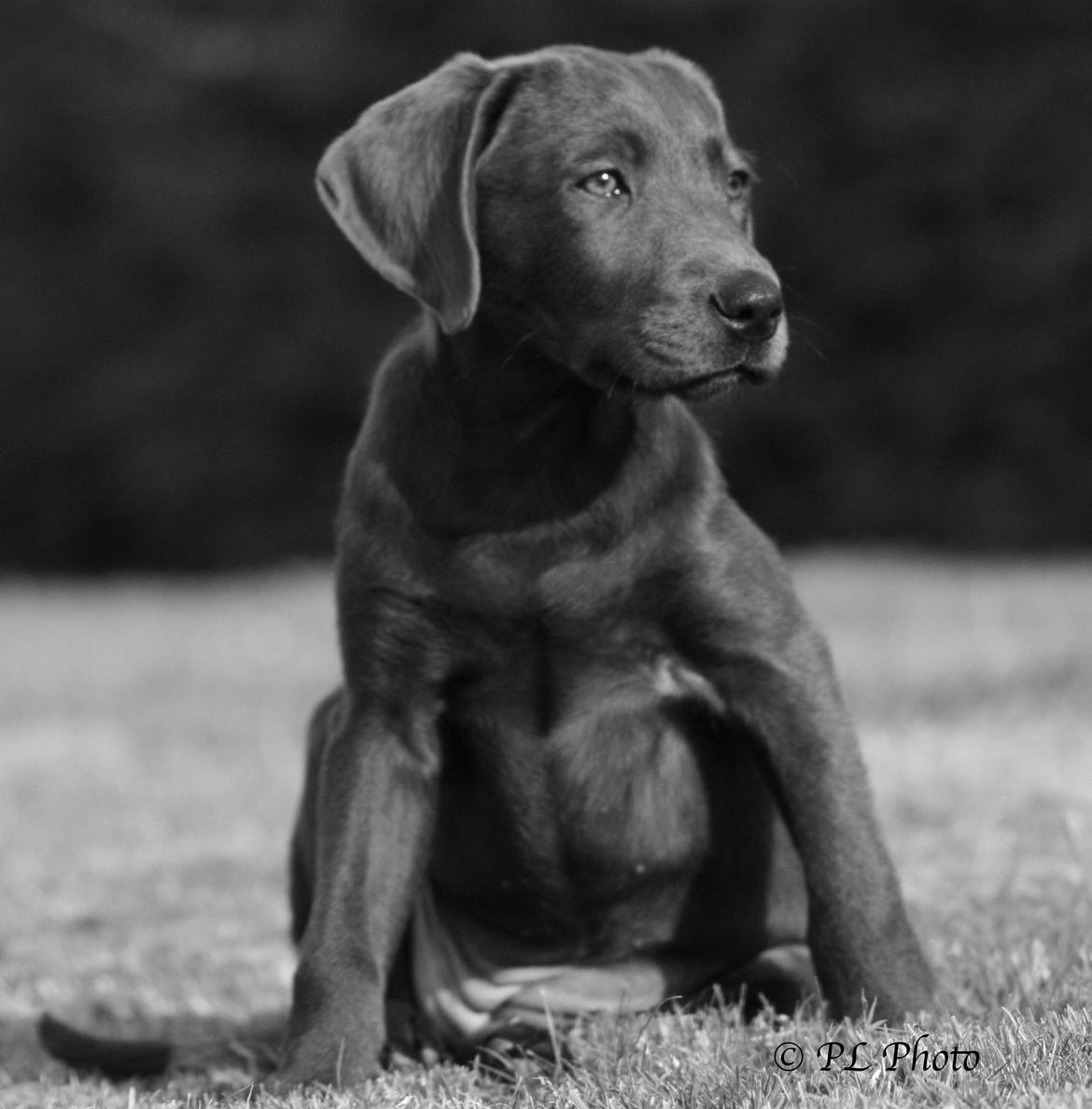 Labrador retriever Cassiopeia - 29) 11 uger billede 30