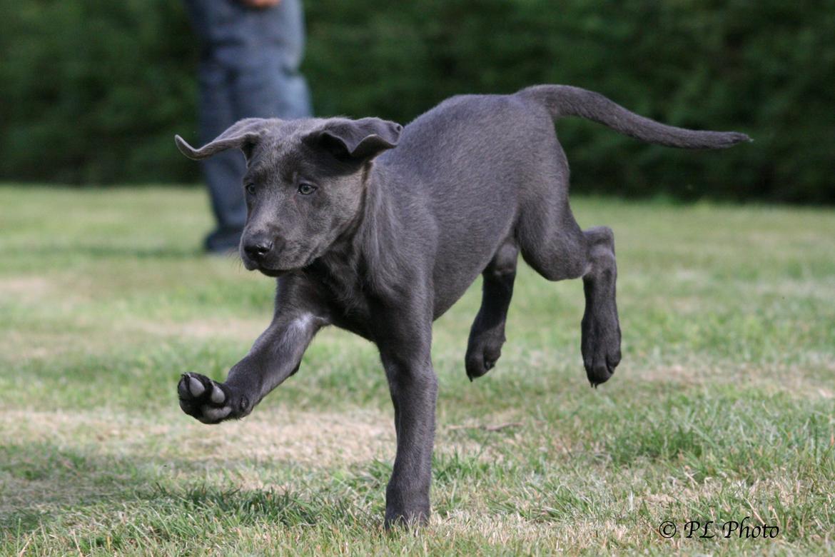 Labrador retriever Cassiopeia - 30)11 uger billede 31