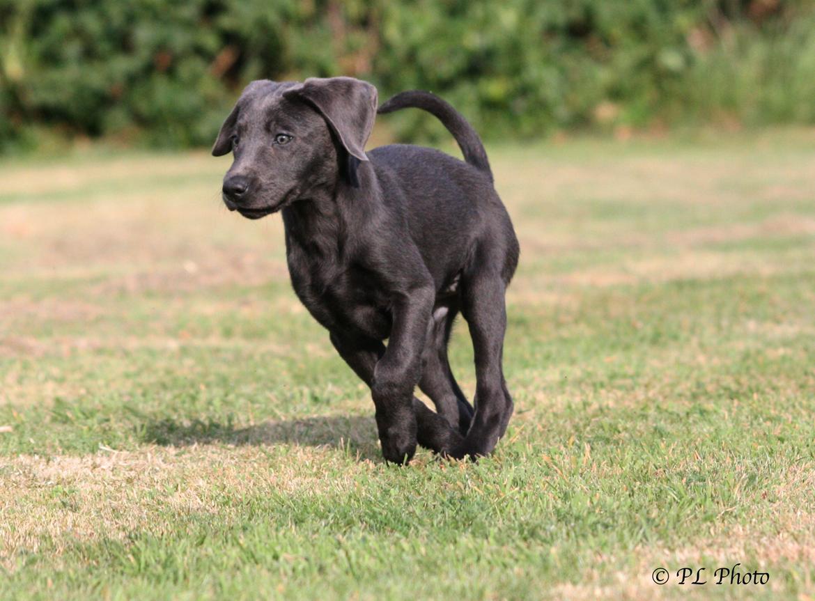 Labrador retriever Cassiopeia - 31) 11 uger billede 32