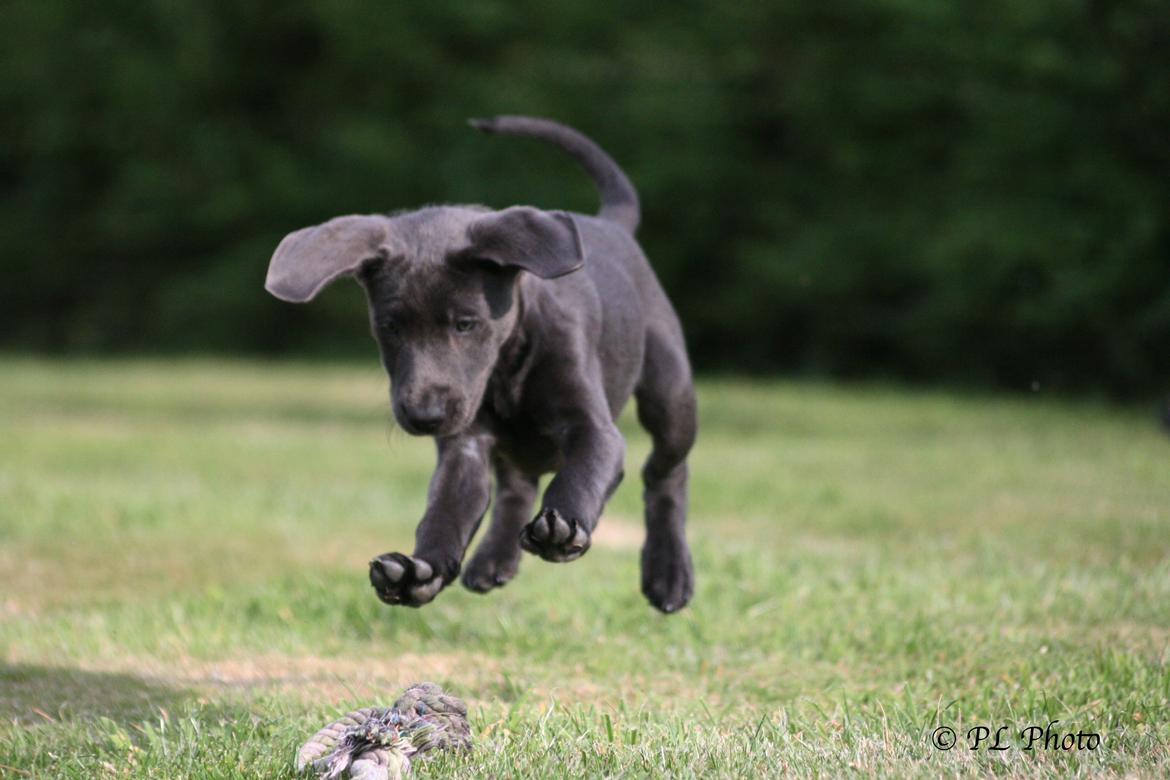 Labrador retriever Cassiopeia - 32) 11 uger billede 33
