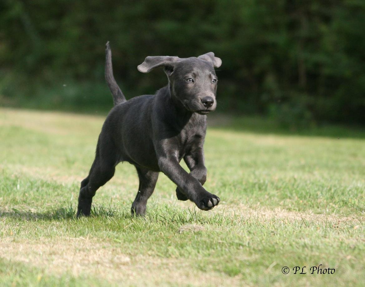 Labrador retriever Cassiopeia - 33) 11 uger billede 34