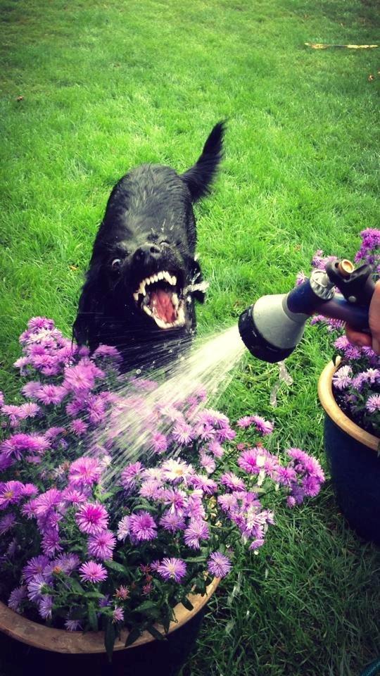 Blanding af racer Sia billede 2