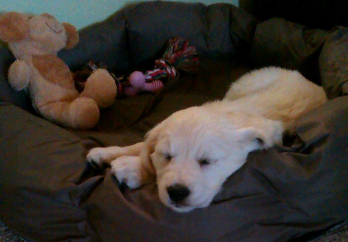 Golden retriever Abby - Jeg er træt siger Abby. billede 3