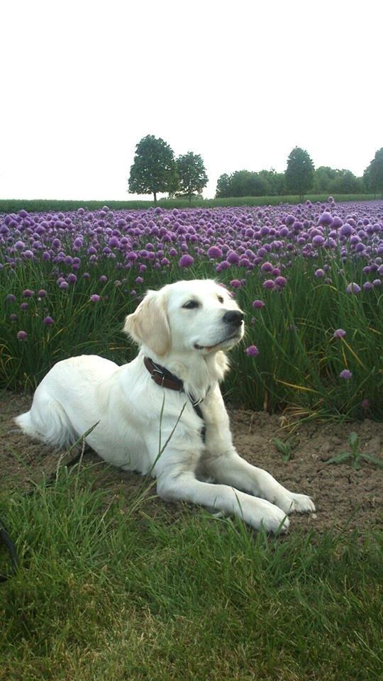 Golden retriever Abby - Smukke dyr. billede 1