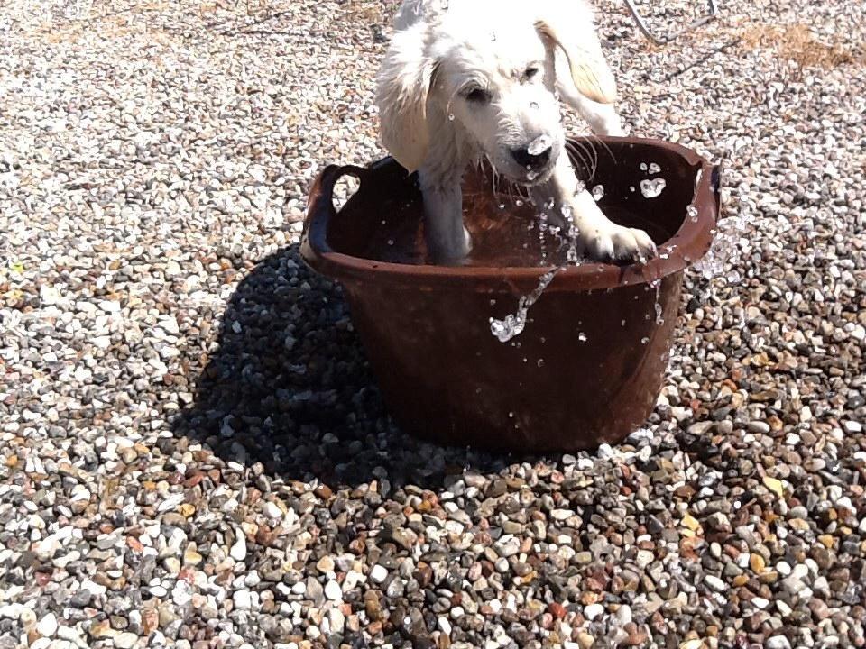 Golden retriever Abby - JAAAAA. billede 8