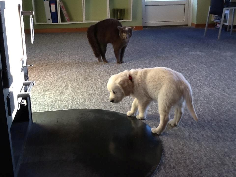 Golden retriever Abby - Min kat Gibbs rejser børster. billede 4